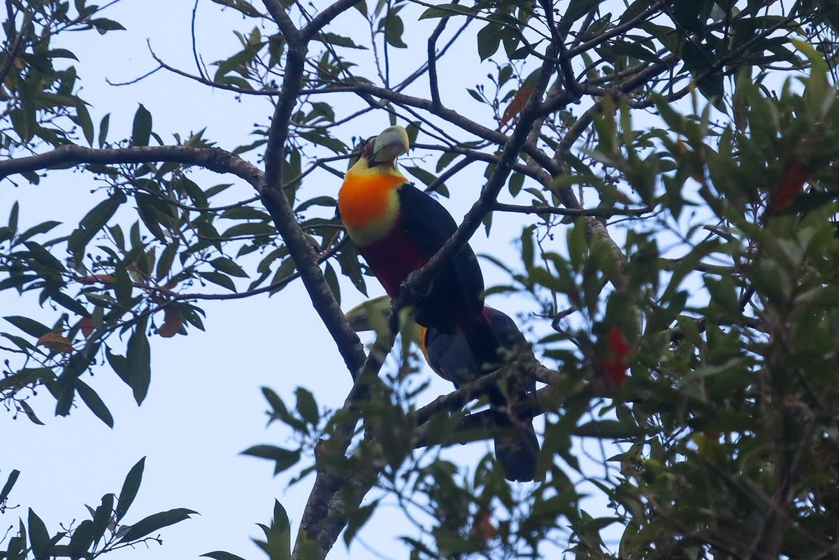 Tucano
